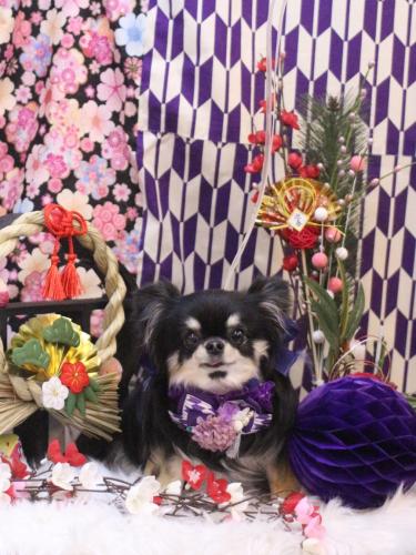 20250125プリンちゃん